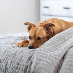 ChiliSleep ChiliBLANKET 35 ChiliSleep ChiliBLANKET -Fitness Store chili tech chiliblanket 5